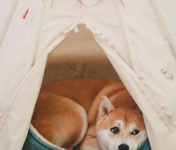 dog hiding in tee pee